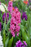 Hyacinth Jan Bos